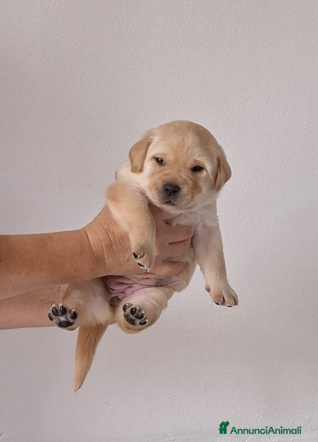 Labrador cani in vendita: cuccioli labrador provincia di Grosseto  - Annuncio 5