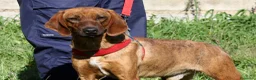 Meticcio cani in regalo: Giordan giovane segugio in adozione  - Annuncio 5