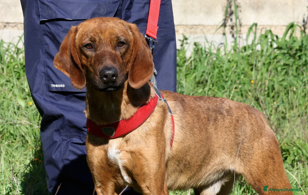 Meticcio cani in regalo: Giordan giovane segugio in adozione  - Annuncio 5