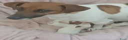 Jack Russell cani in vendita: Cuccioli maschi jack russell a Città Metropolitana di Genova - Annuncio 1