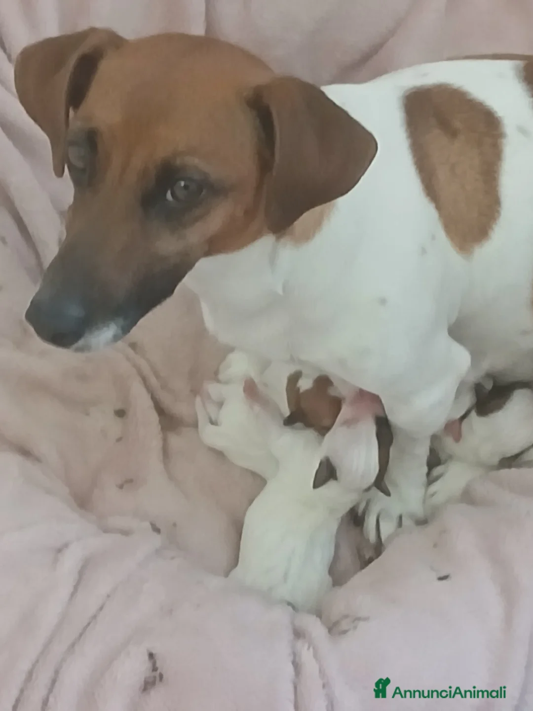 Jack Russell cani in vendita: Cuccioli maschi jack russell a Città Metropolitana di Genova - Annuncio 1