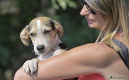 Altre razze cani in regalo: RIF 3SeRIF, 3 MESI (01/04/25) a Provincia di Bergamo - Immagine 4