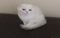 Scottish gatti in vendita: Cucciola Fold  a Bagnacavallo - Immagine 8