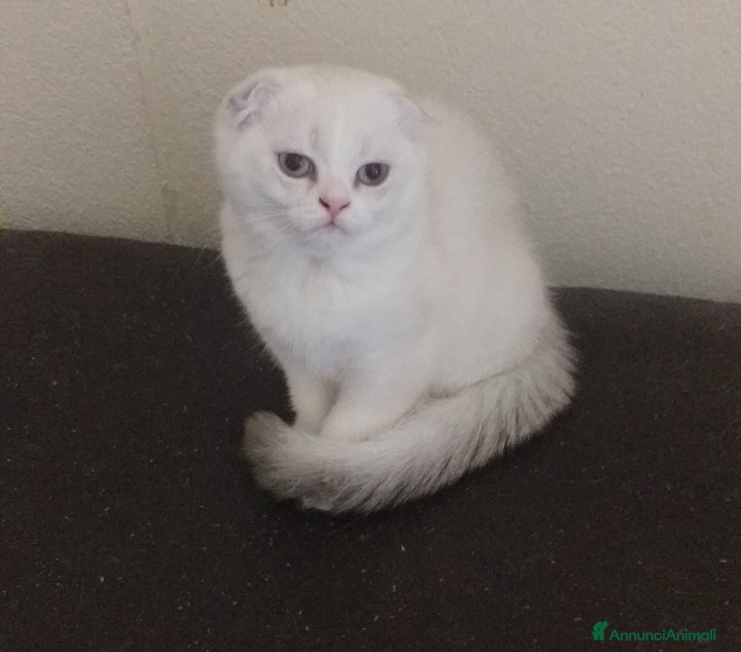 Scottish gatti in vendita: Cucciola Fold  a Bagnacavallo - Immagine 8