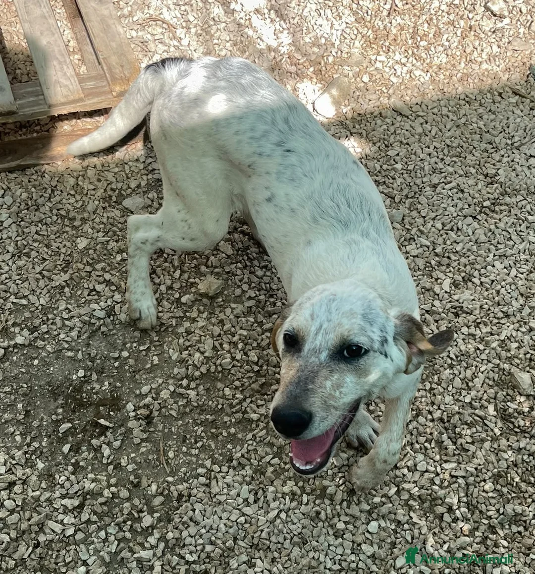 Meticcio cani in regalo: LA BELLISSIMA E DOLCISSIMA S - Annuncio 1