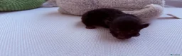Altre razze gatti in vendita: 🩶🩵GATTINI MOLTO BELLI E INTELLIGENTE🩷🖤 - Annuncio 4