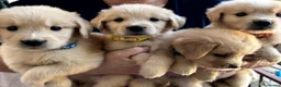 Golden Retriever cani in vendita: Cuccioli golden retriver linea americana  - Annuncio 2