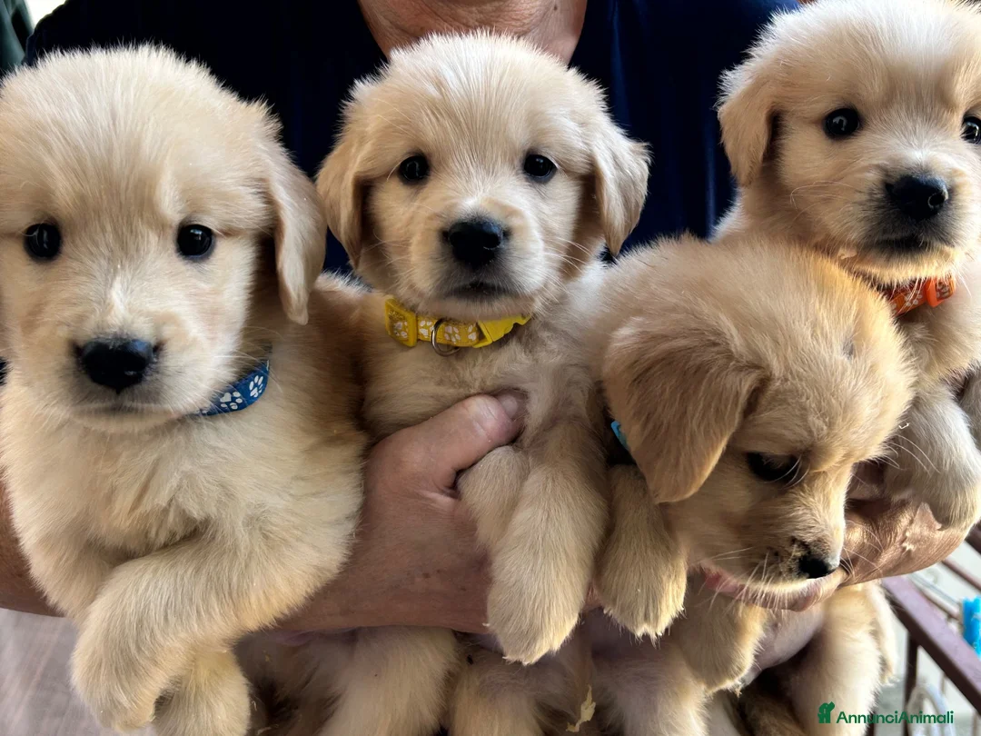 Golden Retriever cani in vendita: Cuccioli golden retriver linea americana  - Annuncio 2