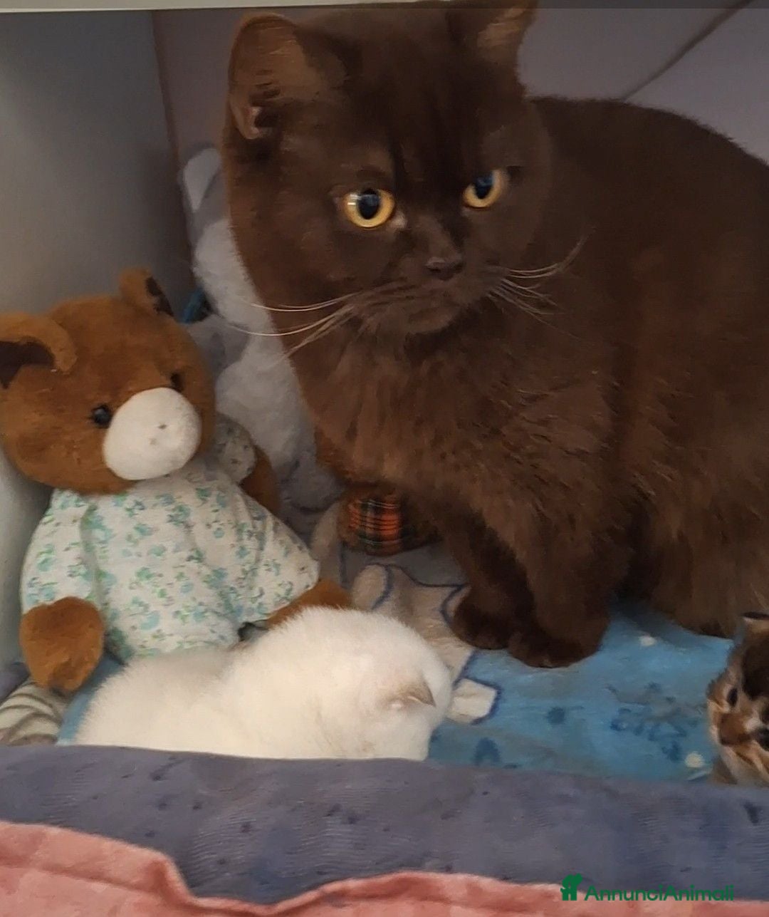 Scottish gatti Scottish Fold campania con pedigree  - Annuncio 7