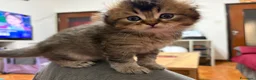 Scottish gatti in vendita: Scottish fold/straight gattini  - Annuncio 15