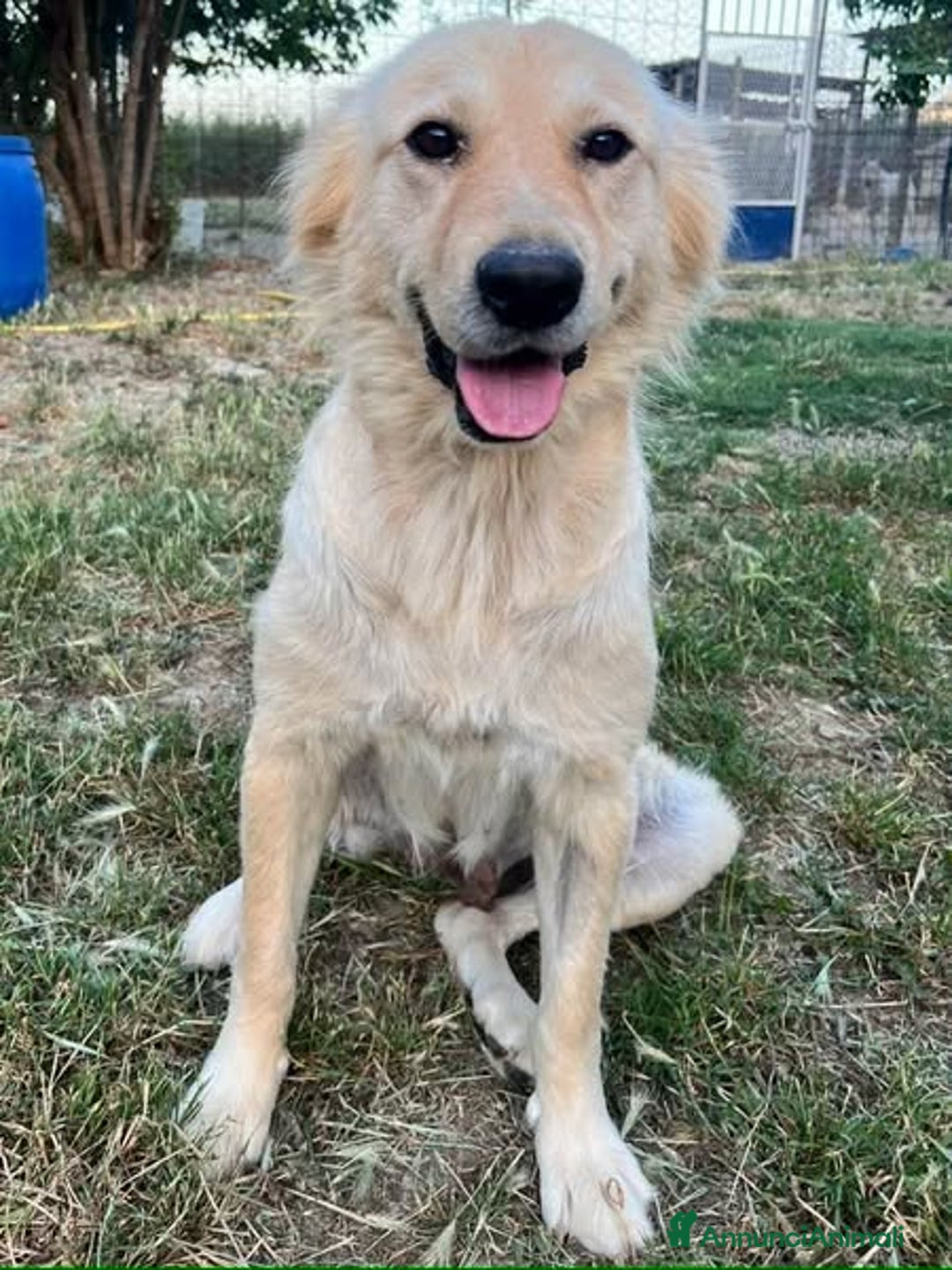 Meticcio cani in regalo: Emma buona come il pane - Annuncio 9