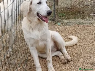Meticcio cani ADOTTA LA BELLA ZULEYA a Città metropolitana di Roma Capitale - Annuncio 40