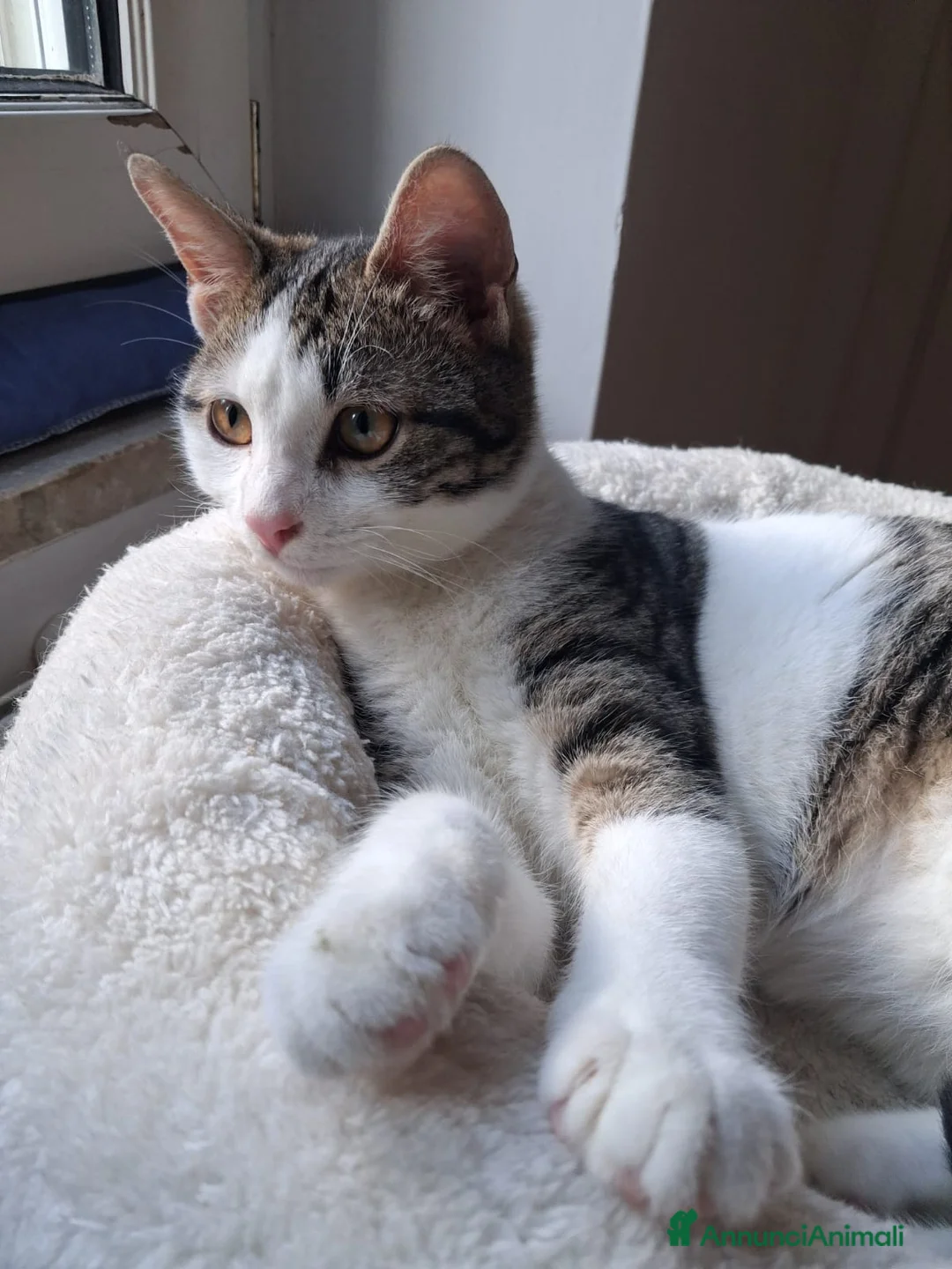 Europeo gatti in regalo: PAOLINO GATTINO DOLCE E AFFETTUOSISSIMO - Annuncio 3