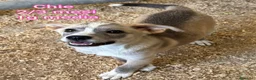 Meticcio cani in regalo: TENERI CUCCIOLI IN CERCA D'AMORE  a Provincia di Modena - Annuncio 7