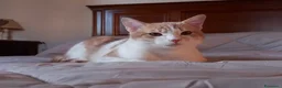 Europeo gatti in regalo: Milo bel gatto maschio a Provincia di Pistoia - Annuncio 5