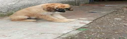 Levriero cani in vendita: BELLISSIMO CUCCIOLO LEVRIERO AFGANO a Provincia di Viterbo - Annuncio 2