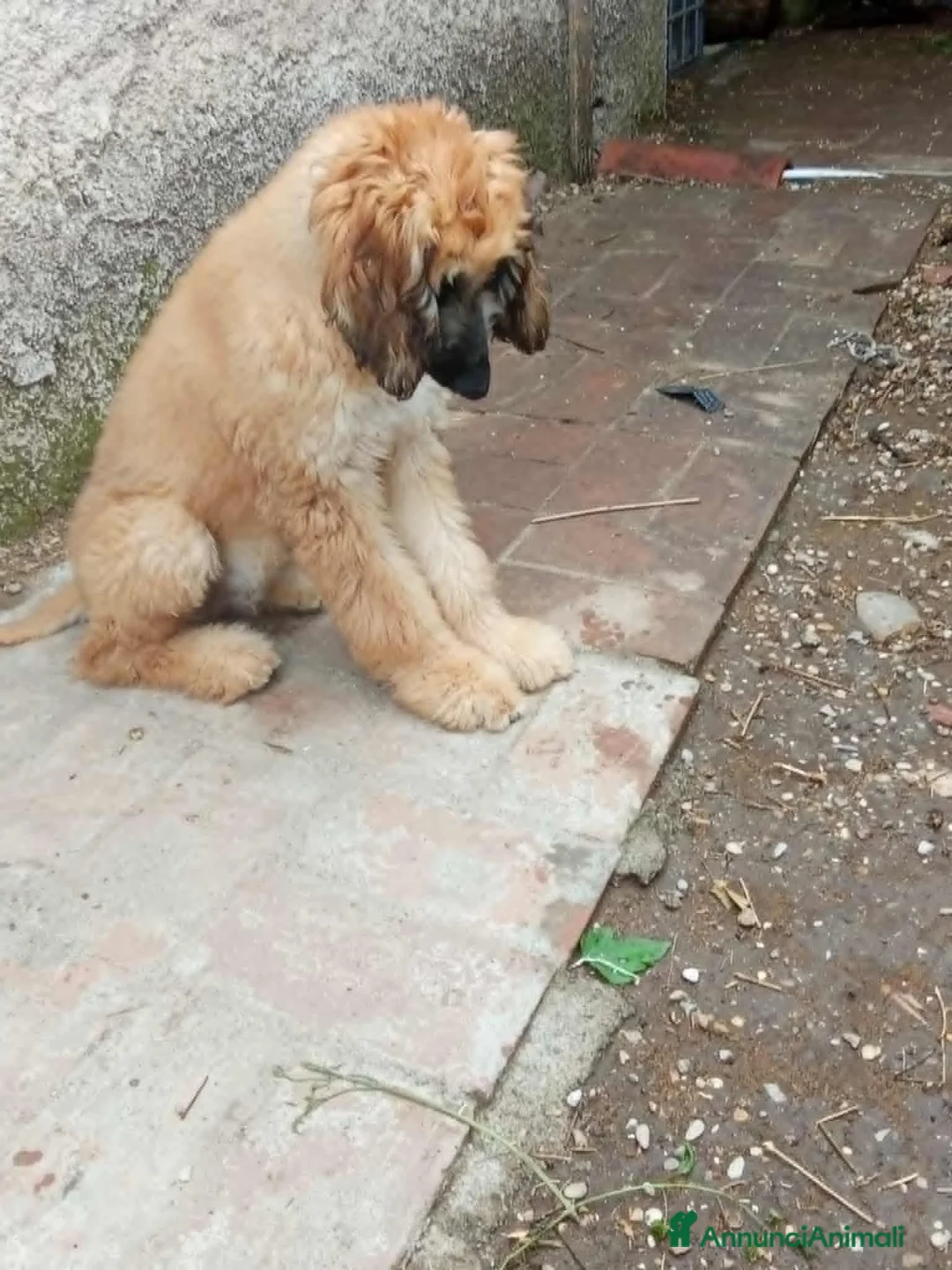 Levriero cani in vendita: BELLISSIMO CUCCIOLO LEVRIERO AFGANO a Provincia di Viterbo - Annuncio 2