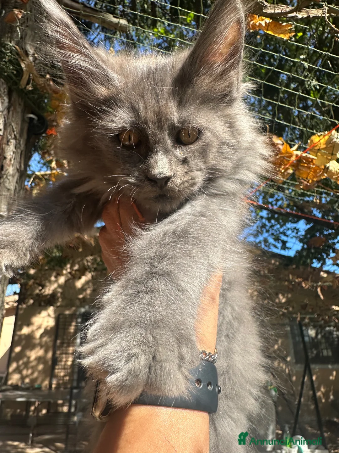 Maine Coon gatti in vendita: Cucciola Maine coon blue - Annuncio 7