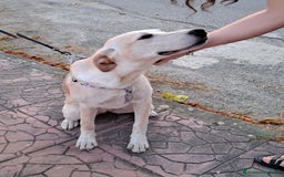 Meticcio cani in regalo: CUCCIOLA MIA a Provincia di Varese - Immagine 1