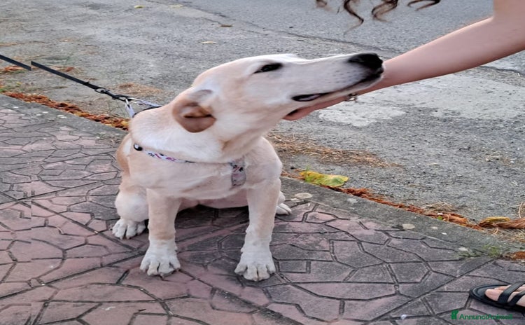 Meticcio cani a Provincia di Varese - Annuncio 7