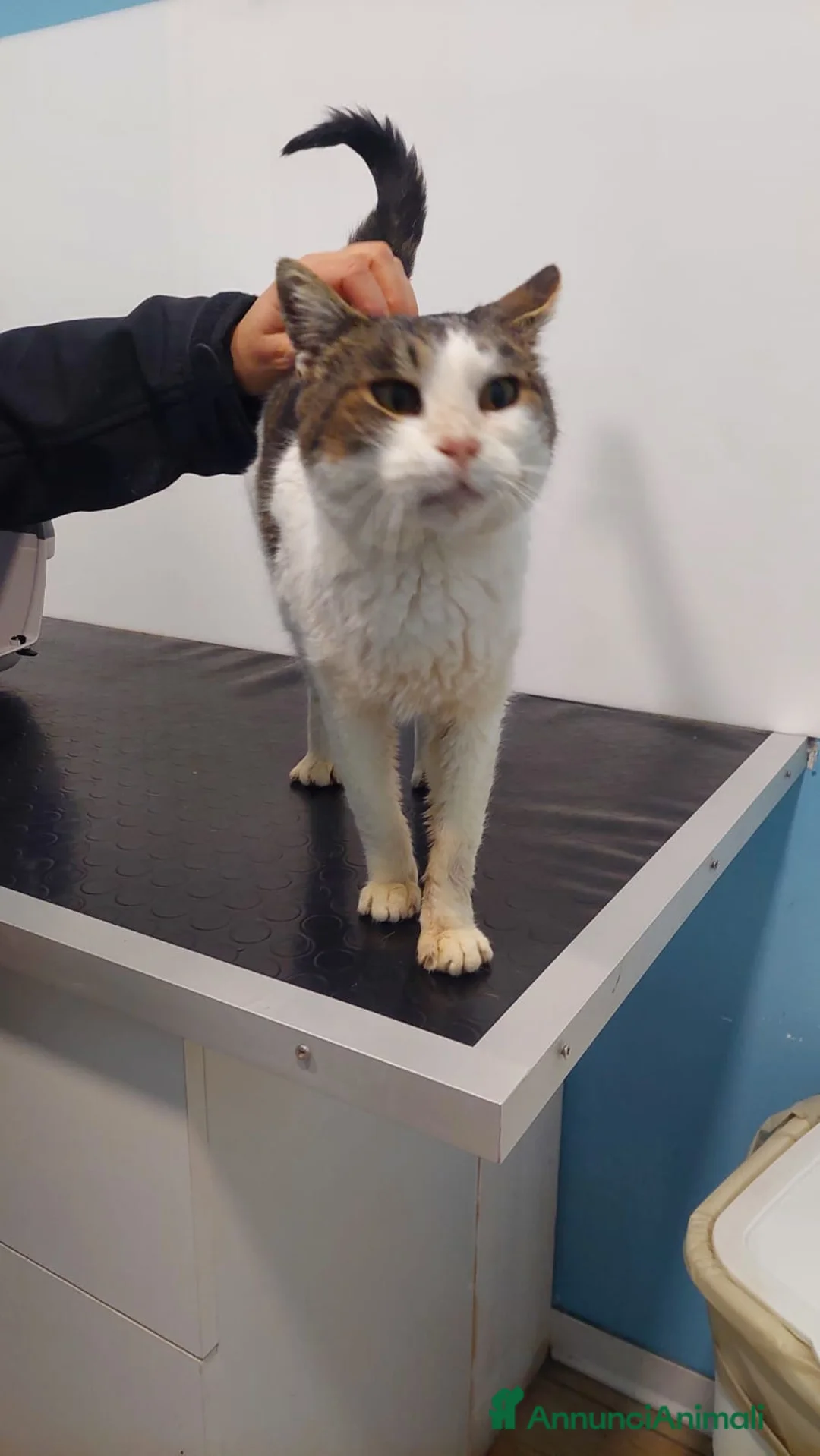 Meticcio gatti in regalo: GATTA SPECIALE - Annuncio 1