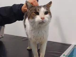 Meticcio gatti GATTA SPECIALE - Annuncio 39