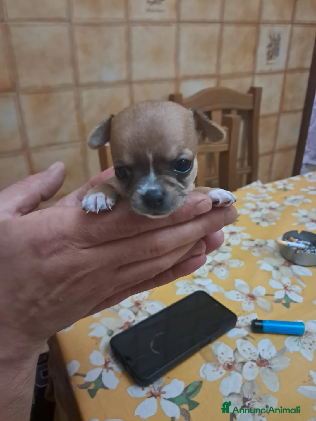 Chihuahua cani in vendita: Cuccioli chihuahua  - Annuncio 2