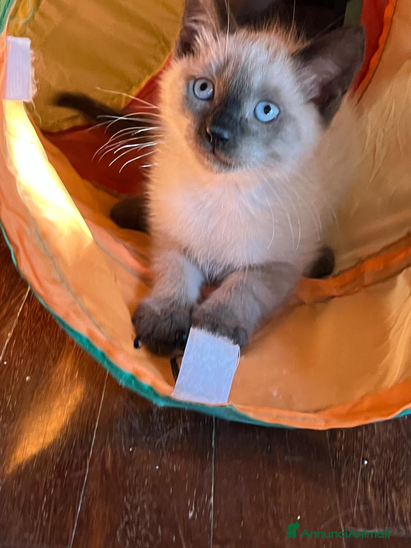 Siamese gatti Cuccioli siamesi thai - Annuncio 6