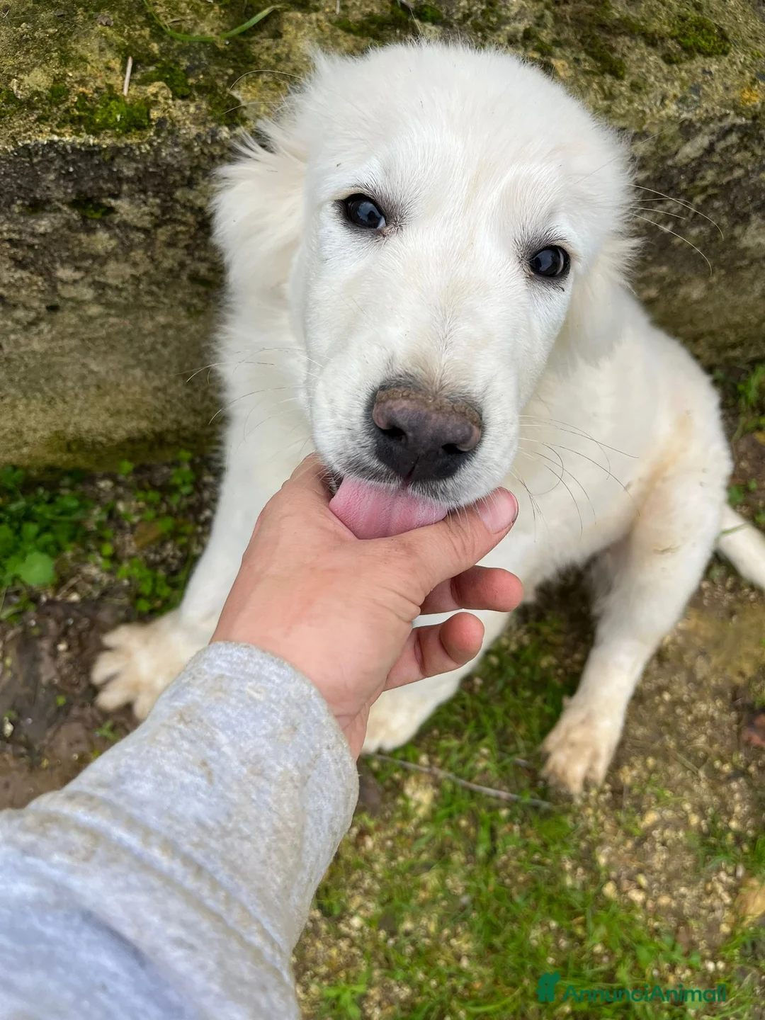 Altre razze cani in regalo: ALFIE, ABEL, ADOR, ALMA E AKON - Annuncio 4