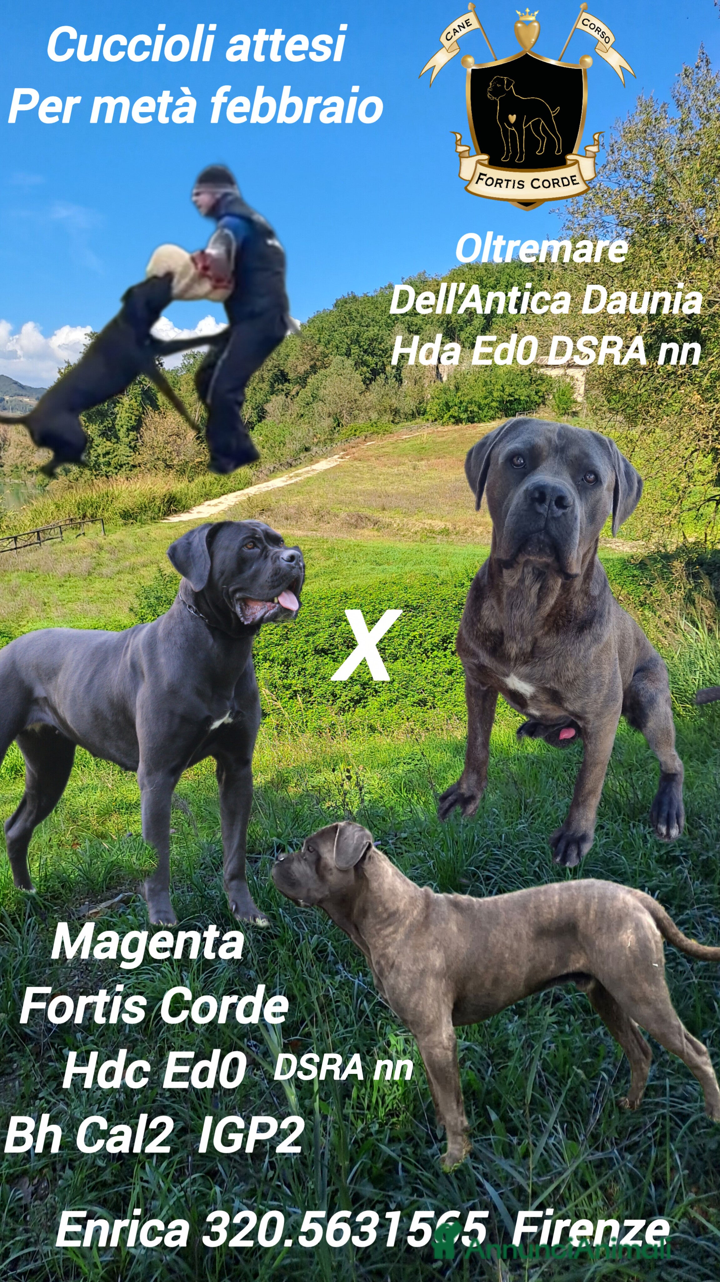 Cane Corso cani Cane Corso  - Annuncio 1