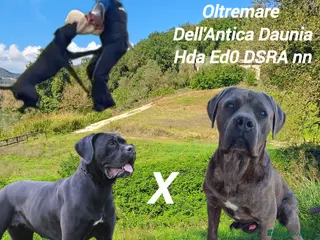Cane Corso cani Cane Corso - Annuncio 4