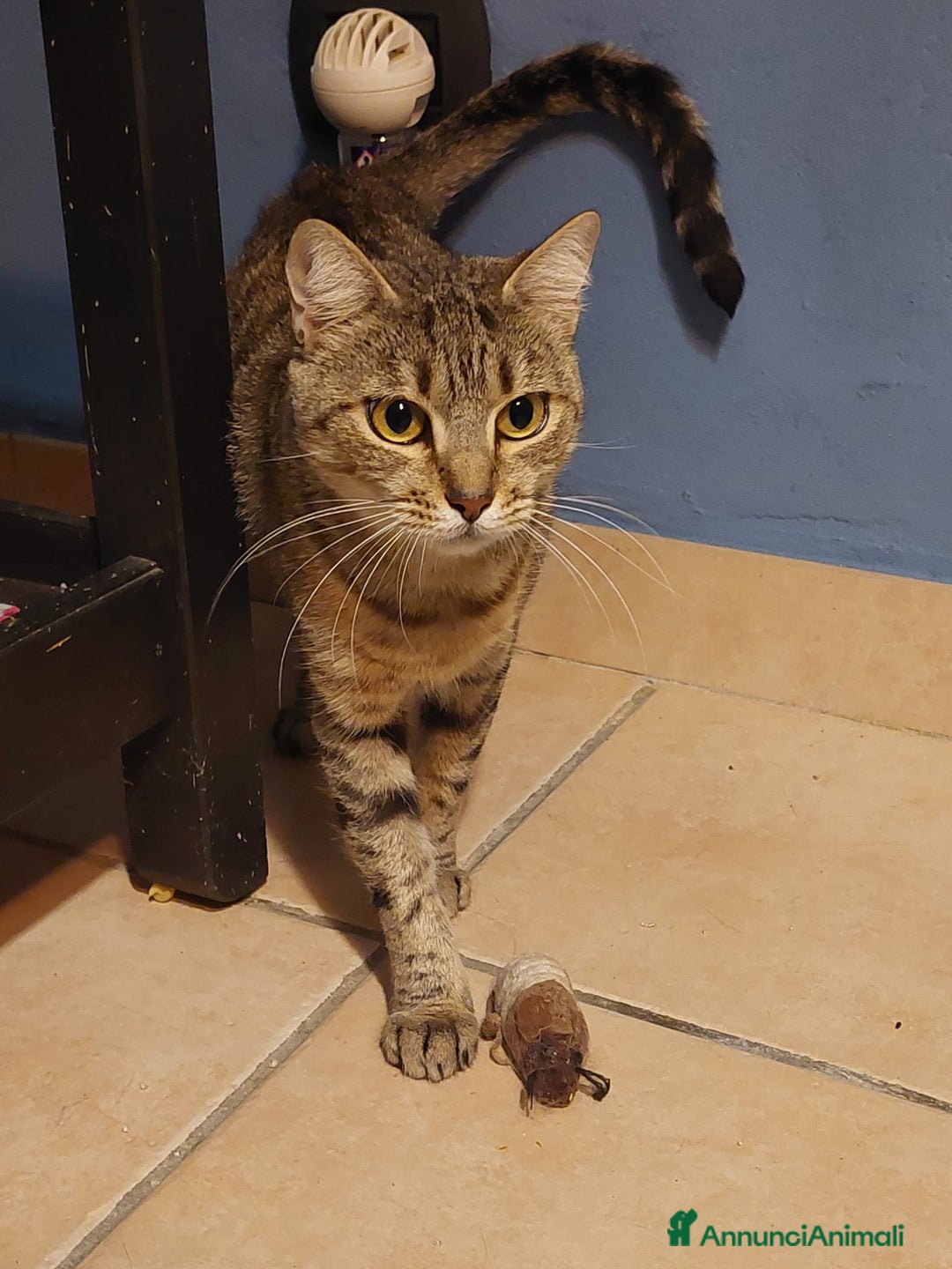 Europeo gatti in regalo: Fenny dolce tigrotta - Annuncio 3