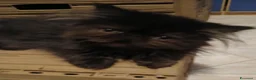 Persiano gatti in vendita: Gattina persiana smoke - Annuncio 2
