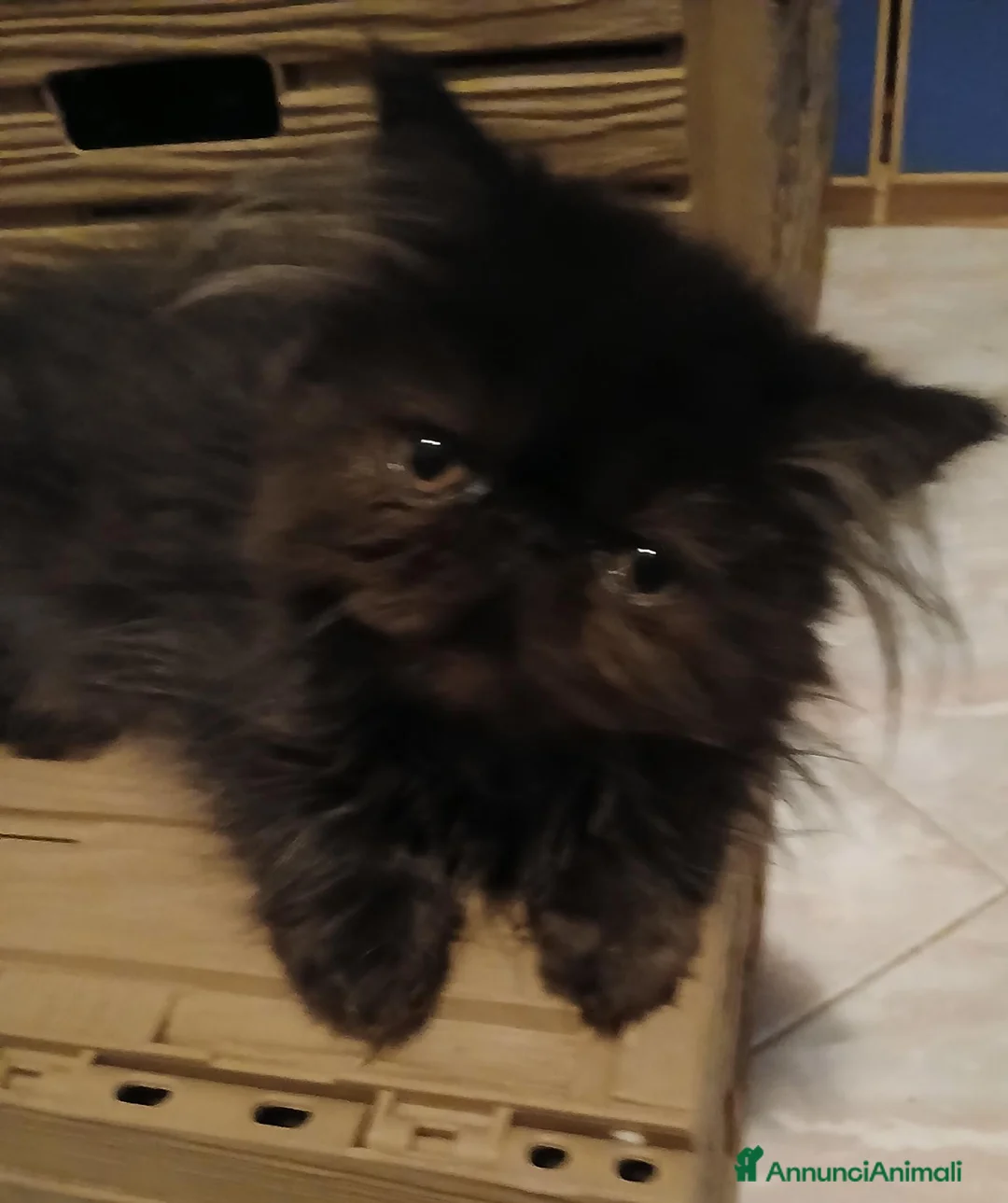 Persiano gatti in vendita: Gattina persiana smoke - Annuncio 2