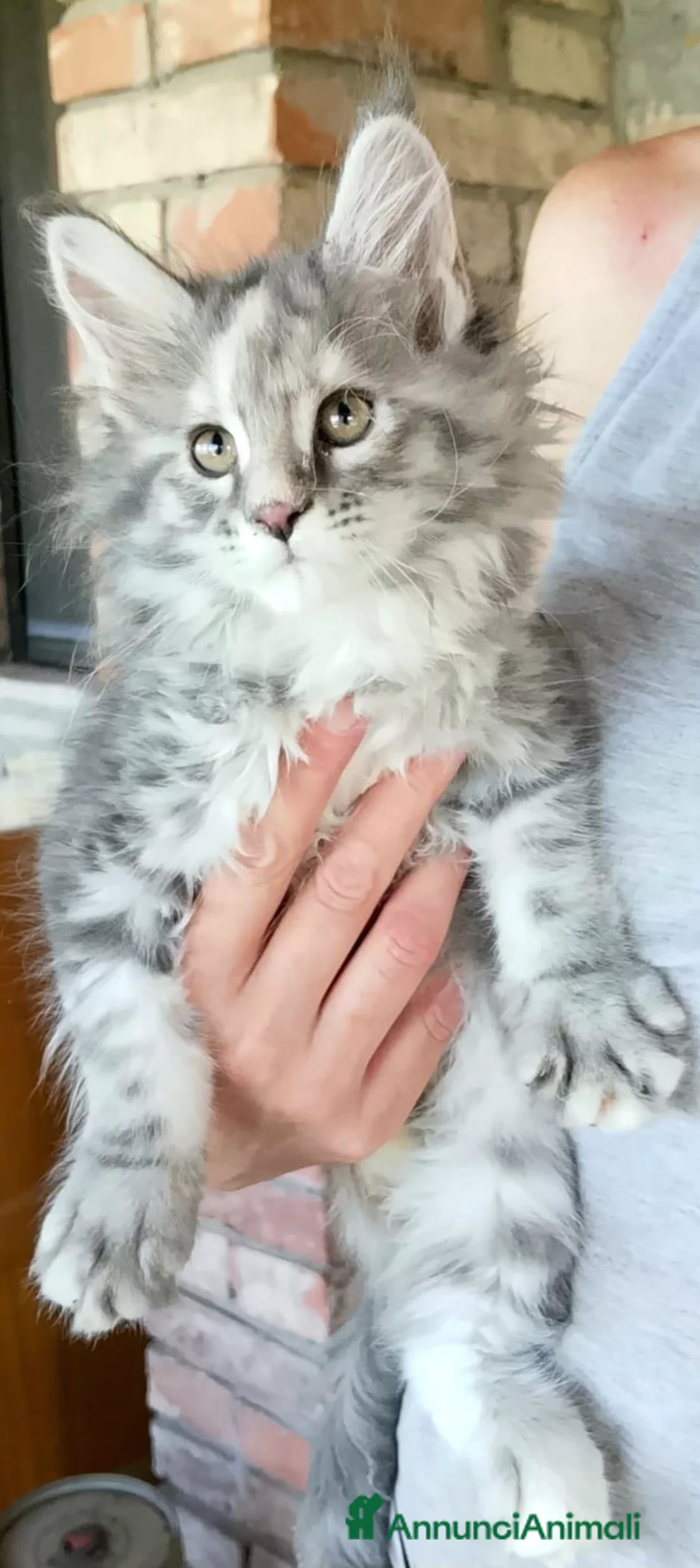 Maine Coon gatti in vendita: Cucciole di Maine Coon linea russa  - Annuncio 1