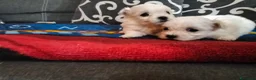 Maltese cani in vendita: Cuccioli di maltese a Città metropolitana di Palermo - Annuncio 3