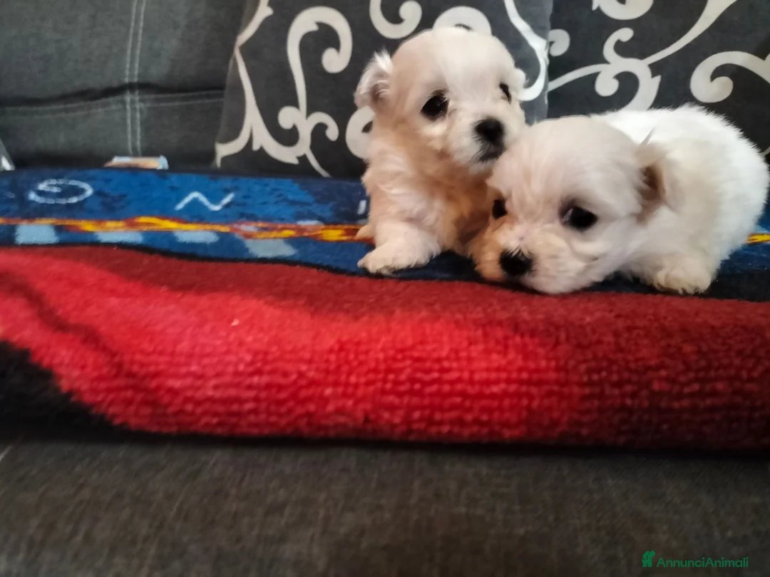 Maltese cani in vendita: Cuccioli di maltese a Città metropolitana di Palermo - Annuncio 3