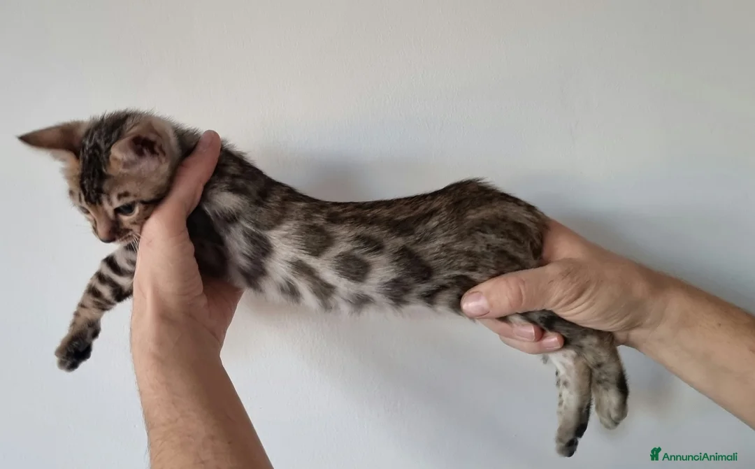 Bengala gatti in vendita: Gattina Bengala con Pedigree  - Annuncio 5