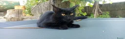Meticcio gatti in regalo: Gattini/a - Annuncio 4