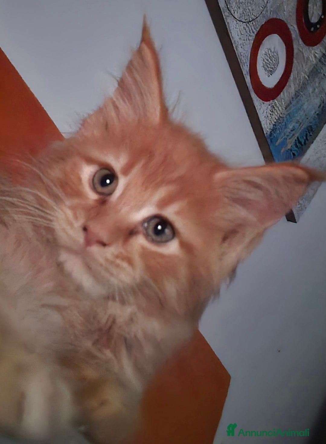 Maine Coon gatti in vendita: Maine coon maschietto Red pedigree Afef  - Annuncio 2