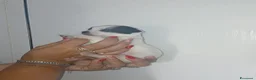 Chihuahua cani in vendita: Cuccioli di chihuahua toy  - Annuncio 6