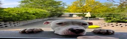 Dogo Argentino cani in regalo: ALBINO DOGO - Annuncio 1