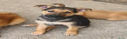 Meticcio cani in regalo: Koda è rimasto solo - Annuncio 1