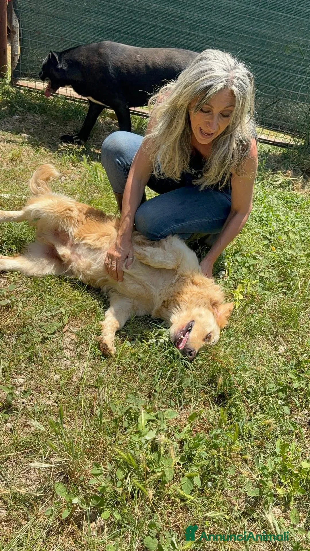 Meticcio cani in regalo: Oscar tenerissimo simil Golden  - Annuncio 2