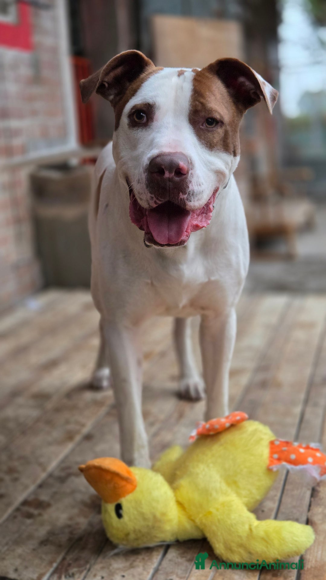 Pitbull cani in regalo: Jighen ttb un anno e mezzo  - Annuncio 2