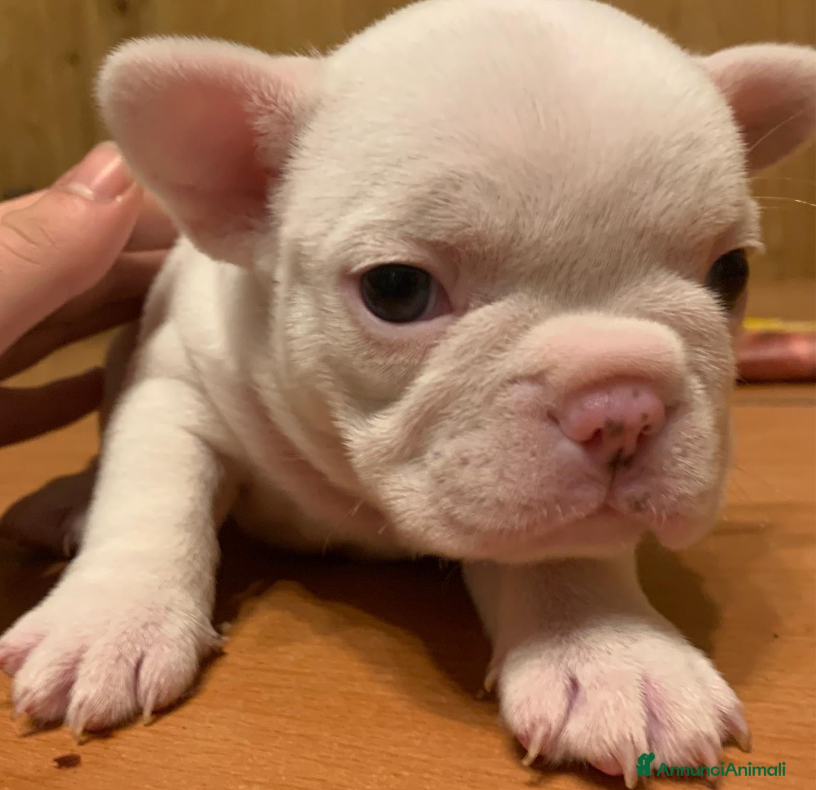 Bulldog Francese cani Vendesi cucciola di bulldog francese  - Annuncio 2