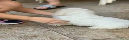 Maltese cani in vendita: Maltese cerca casa - Annuncio 2