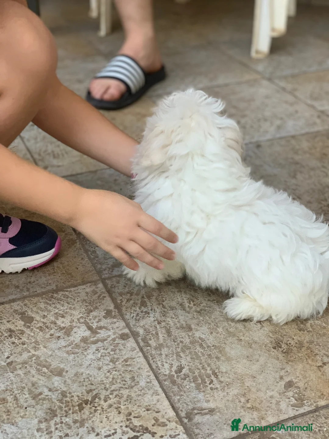 Maltese cani in vendita: Maltese cerca casa - Annuncio 2
