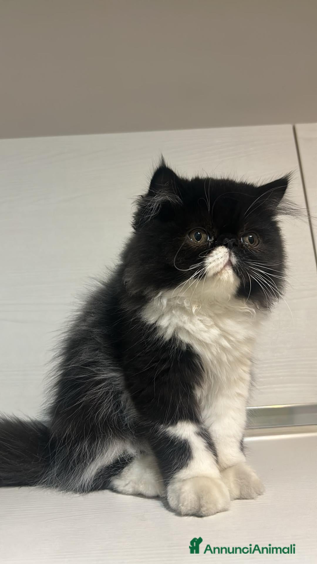 Persiano gatti Vendesi cucciolo persiano - Annuncio 5