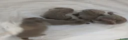 Segugio cani in vendita: Vediamo weimaraner  - Annuncio 2